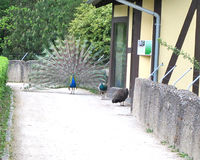 Der Berufsbildungsbereich der Eichsfelder Werkstätten im Bärenpark trifft auf einen Pfau