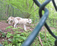 Der Berufsbildungsbereich der Eichsfelder Werkstätten im Bärenpark trifft auf einen Wolf